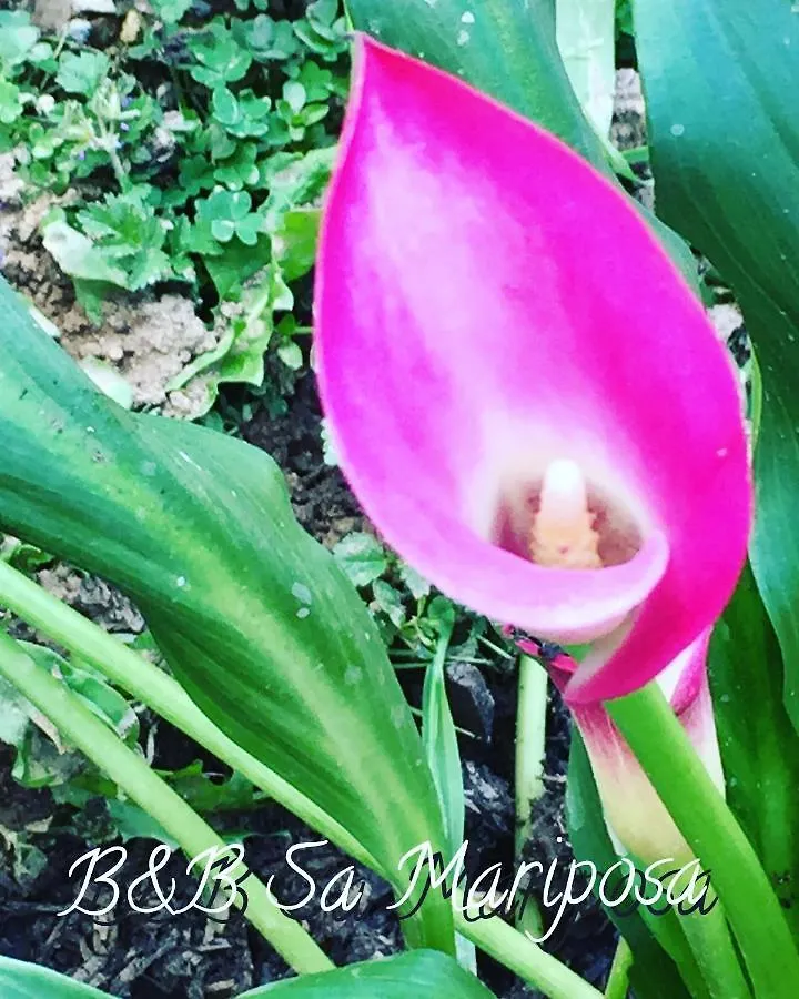 Bed and Breakfast Sa Mariposa Muravera Italia