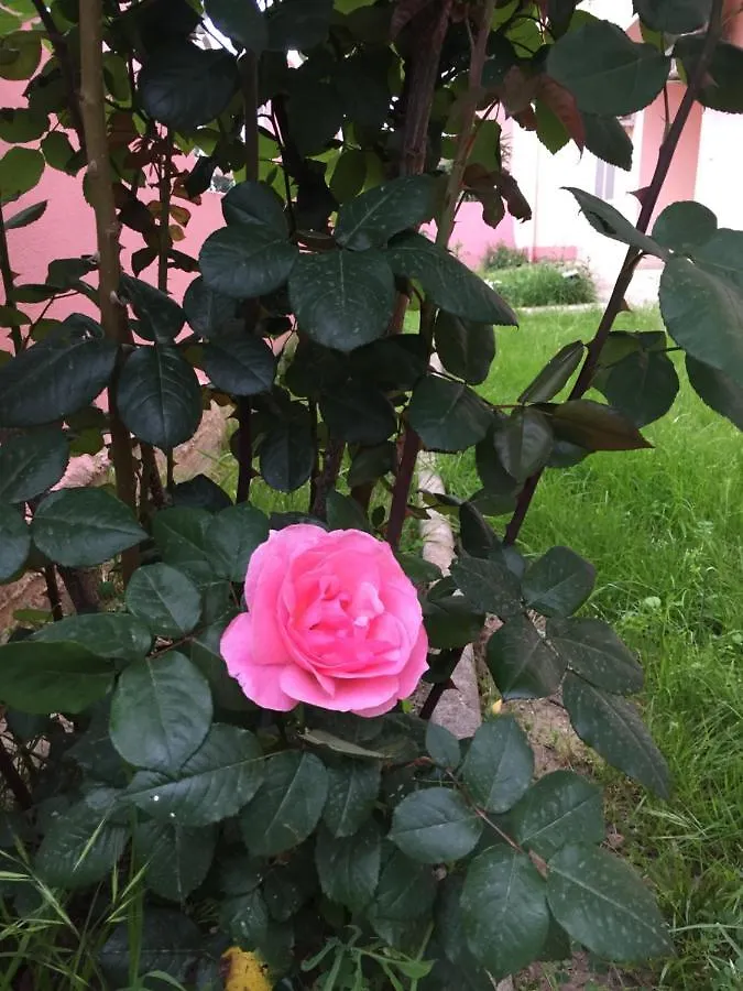 Bed and Breakfast Sa Mariposa Muravera Bed & Breakfast