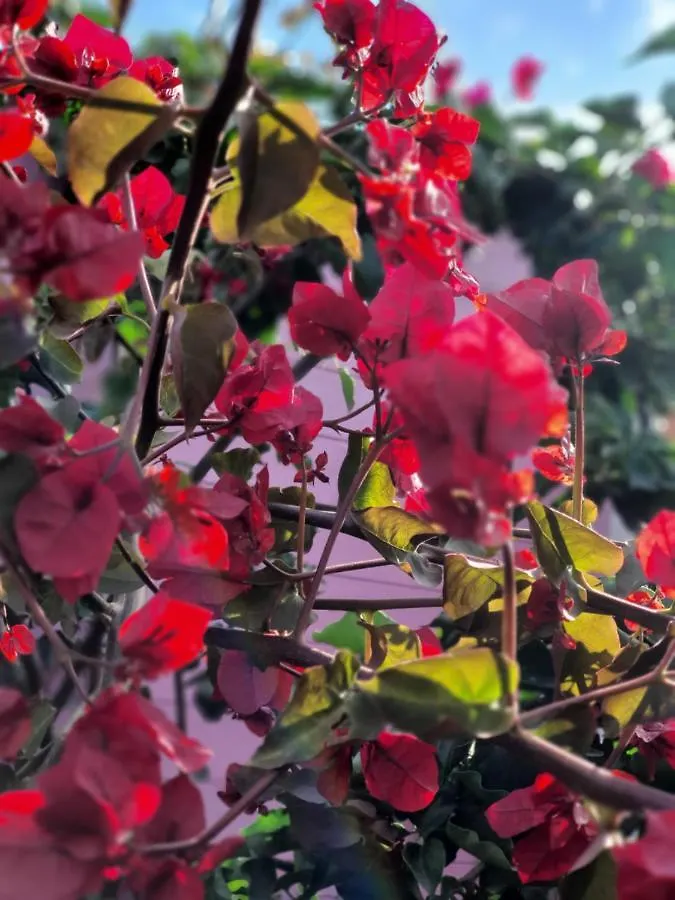 Bed and Breakfast Sa Mariposa Muravera Bed & Breakfast